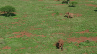 Illustration for article titled Data-Collecting Planes Are Counting Africa's Elephants to Curb Poaching